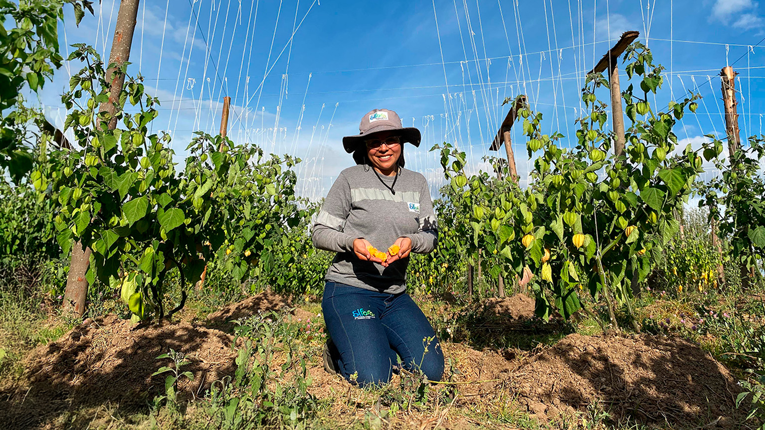 Cammpo agricultora alto